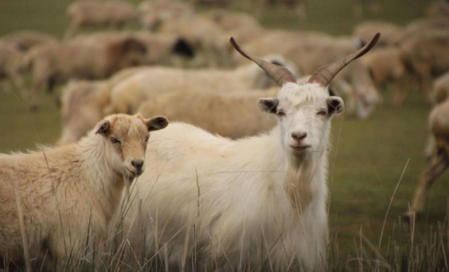 把10头公羊和10头母羊，放到有森林的孤岛上，10年后会怎么样？