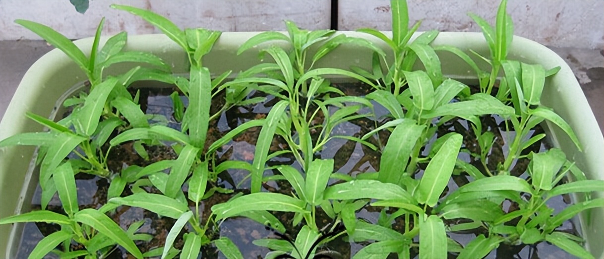 北京23月份露地种什么菜,北京地区露天全年种植蔬菜的时间