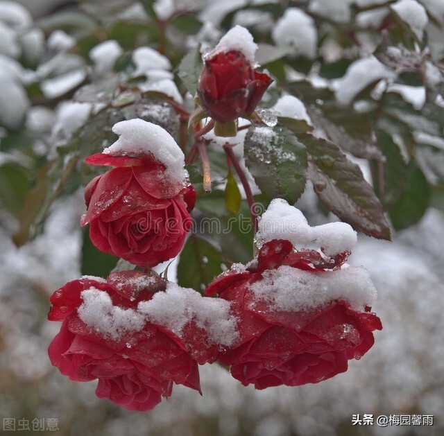 情人节999朵玫瑰,情人节雪花飞舞