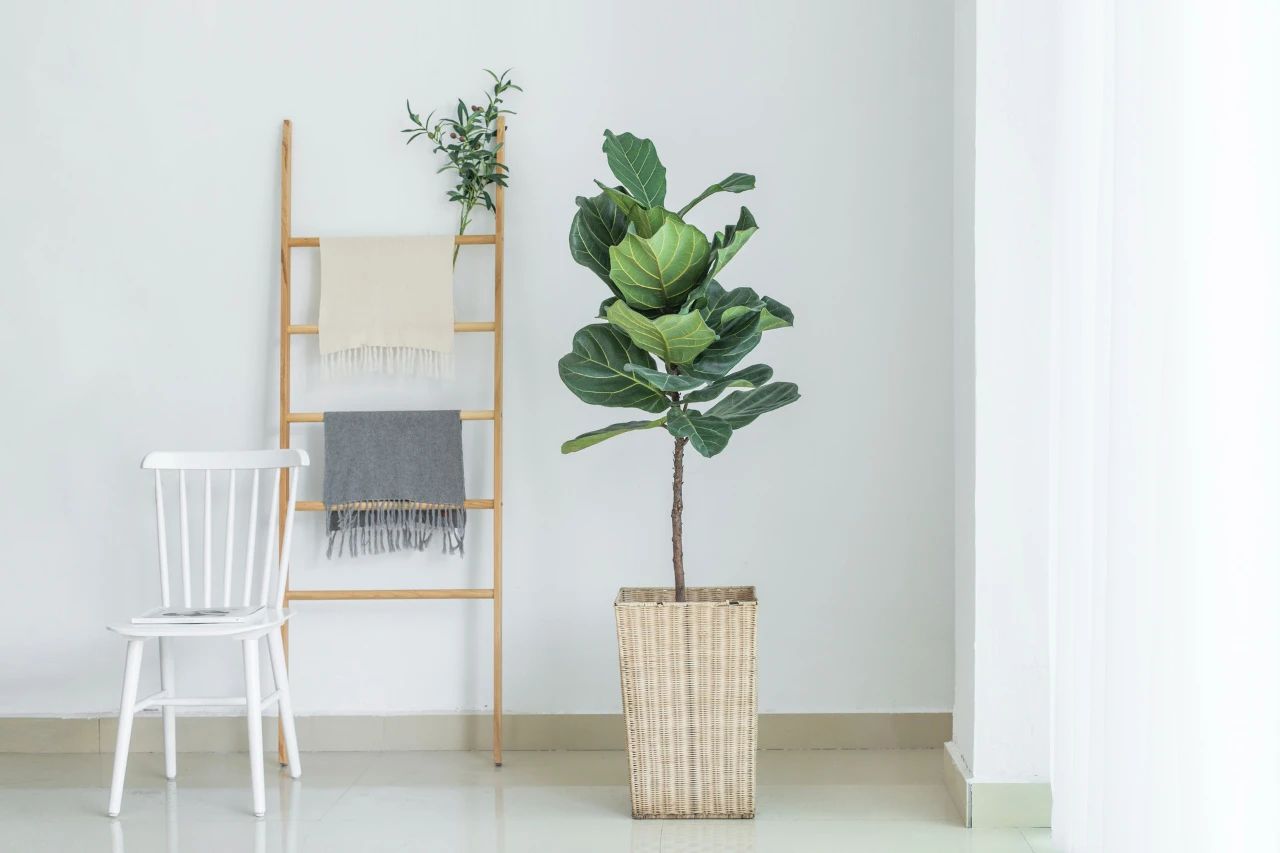 门前种三树家兴旺三代是哪三树,古人说门前栽3树家兴富三代