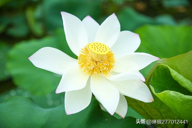 荷花是一种优雅高洁的美,荷花之美在于淡雅