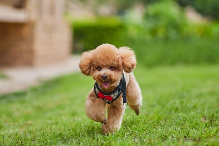泰迪贵宾犬怎样区分,泰迪贵宾犬怎么区分