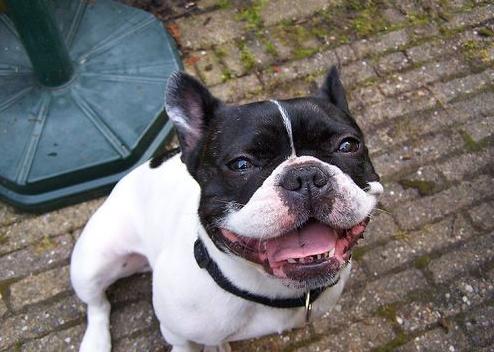 家中的法斗犬，牙齿根部变得黄黄的，这是怎么回事呢？