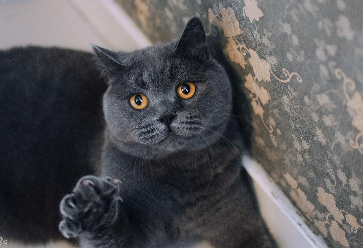 英短金渐层猫的缺点,英短猫的通病