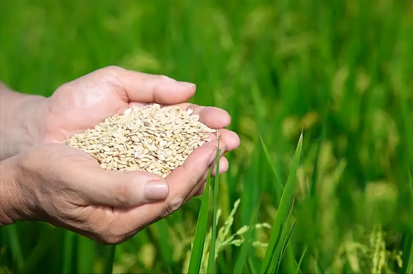 中国为何要进口印度粮食,中国为什么大量购买美国农产品