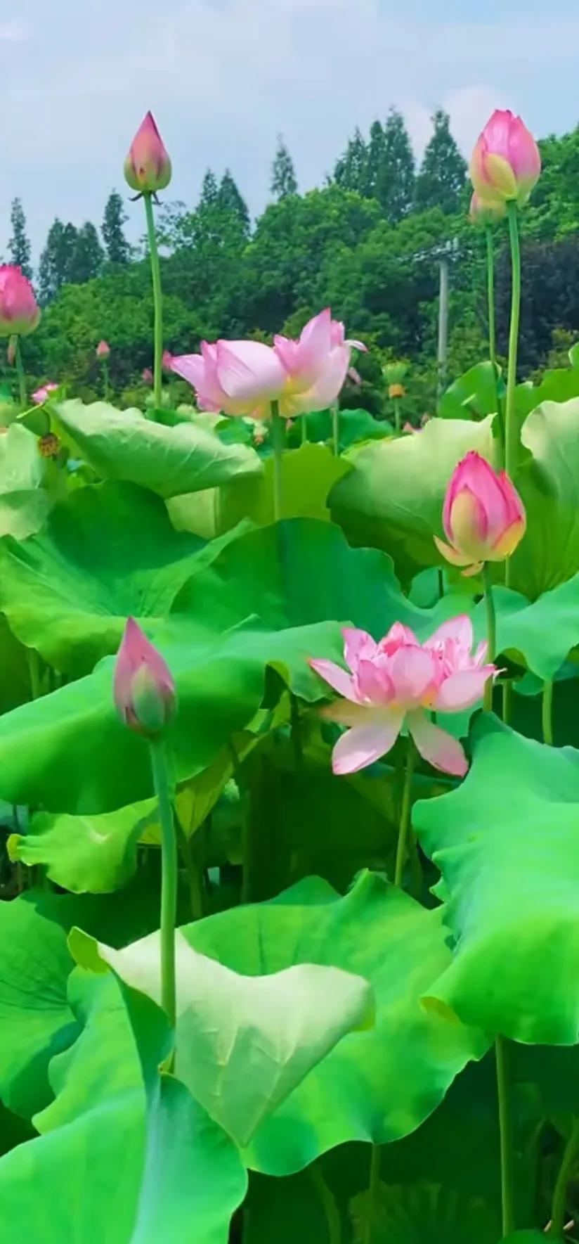 夏的季节荷花图片,三夏荷花图片