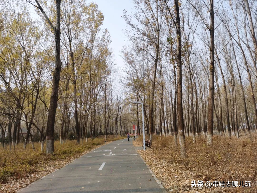 骑行国家森林公园,徒步骑行森林公园