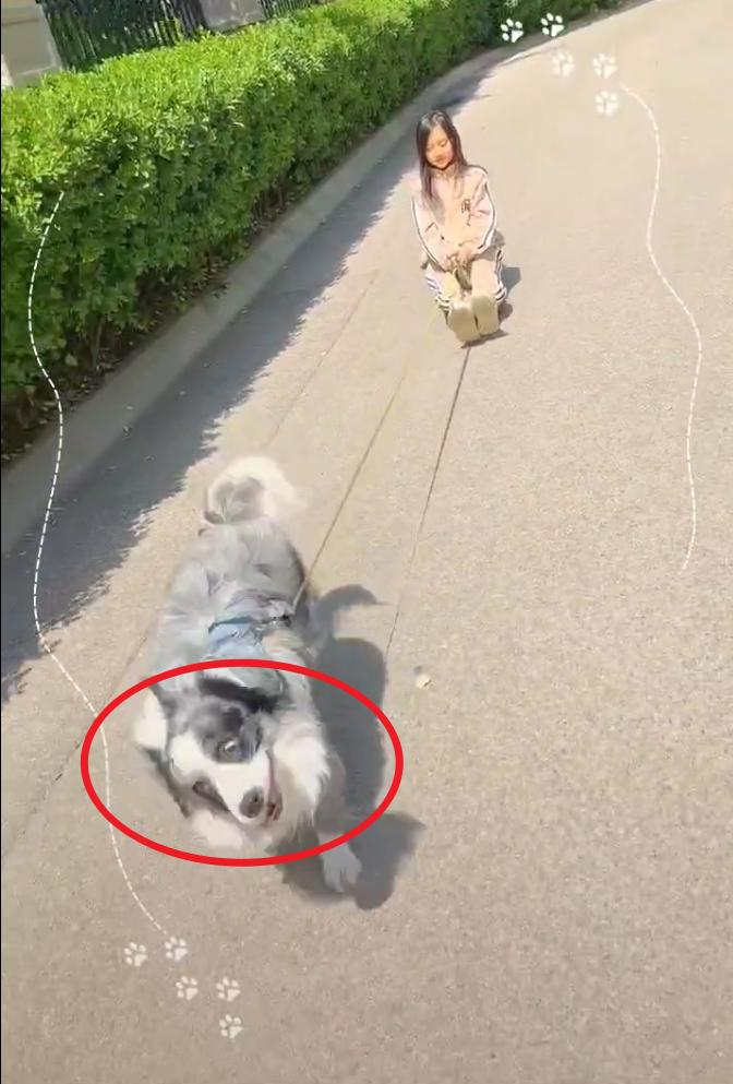 李小璐训狗,李小璐甜馨恶评