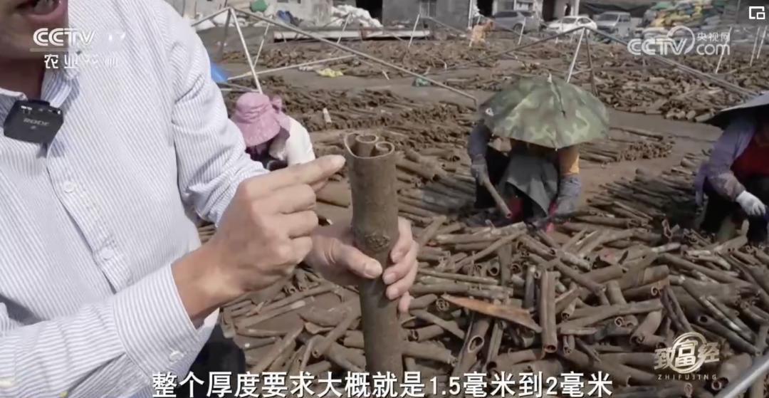 一根“树皮”引发的国际知名品牌