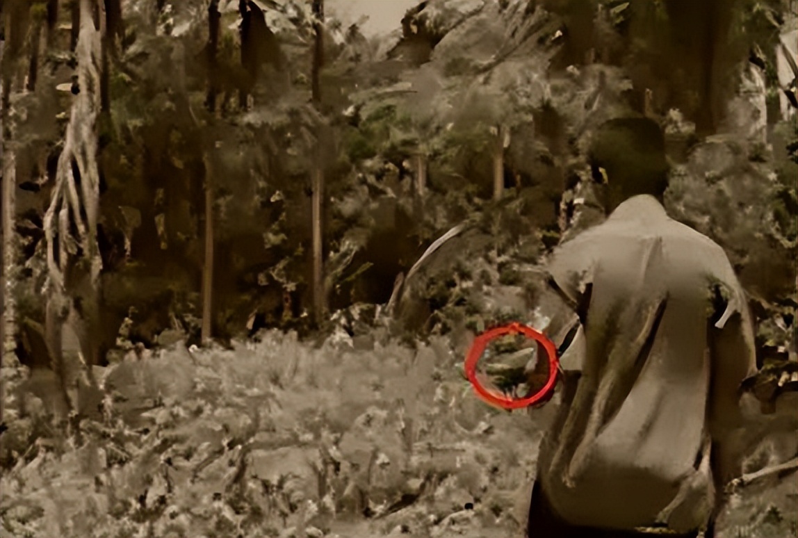 96年海南巨蟒,96年海南巨蟒事件真实情况