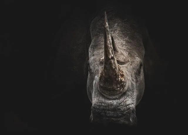 猛兽野性的壁纸,霸气猛兽壁纸