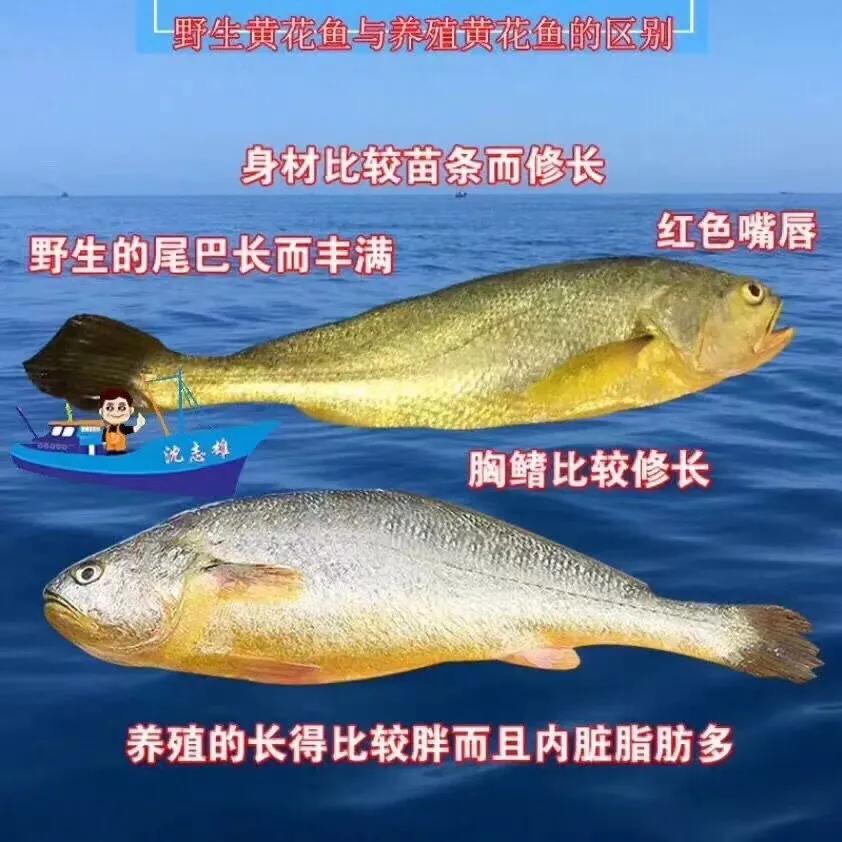 深海大黄鱼和淡海大黄鱼,霞浦大黄鱼和舟山大黄鱼
