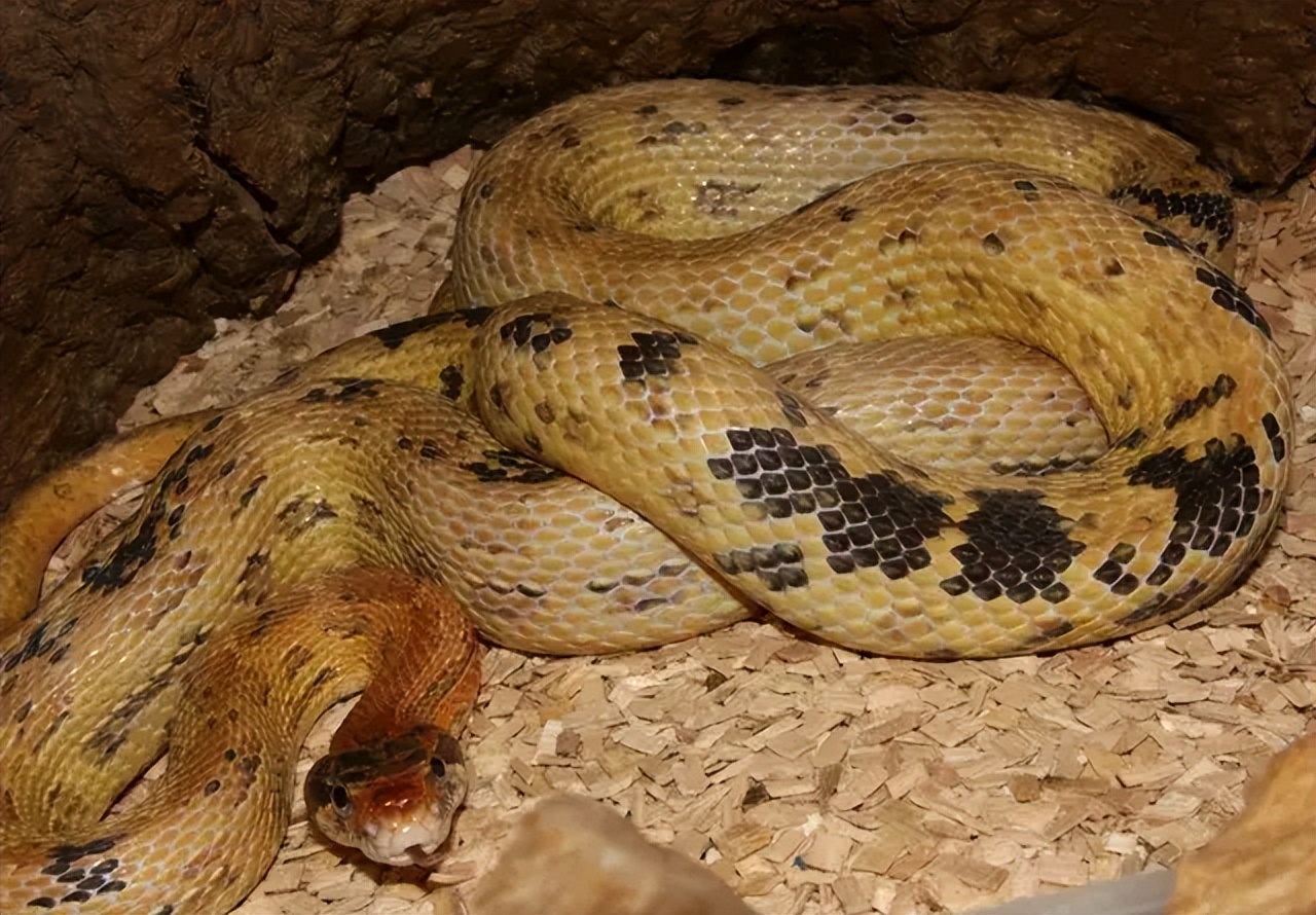 「原来欧洲有这么多种蛇？！」偷师卡塞尔的豢龙大师·下