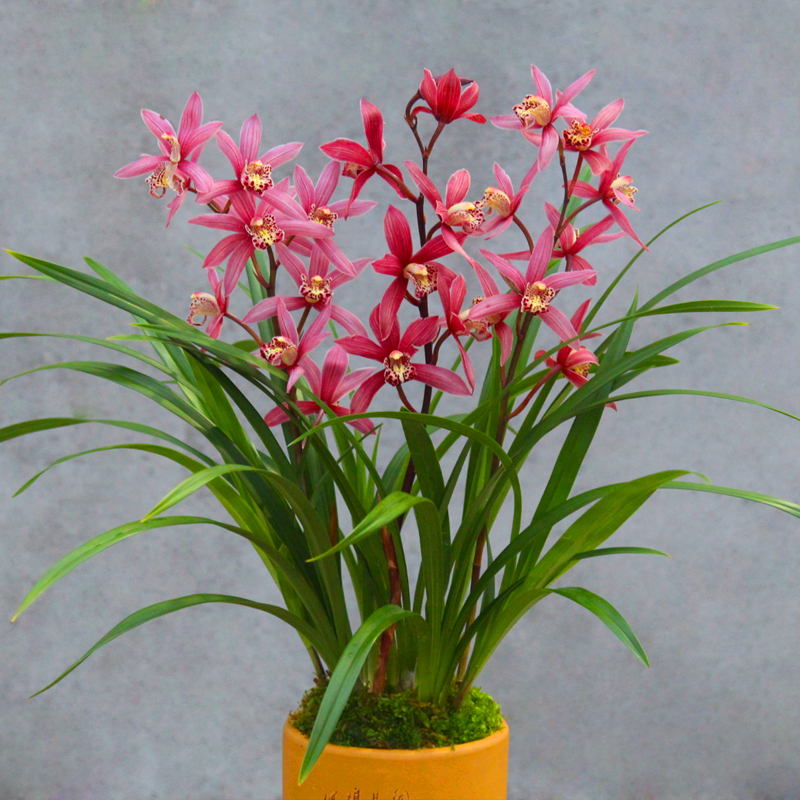 6种年宵花现在买最省钱,年宵花怎么养才旺财