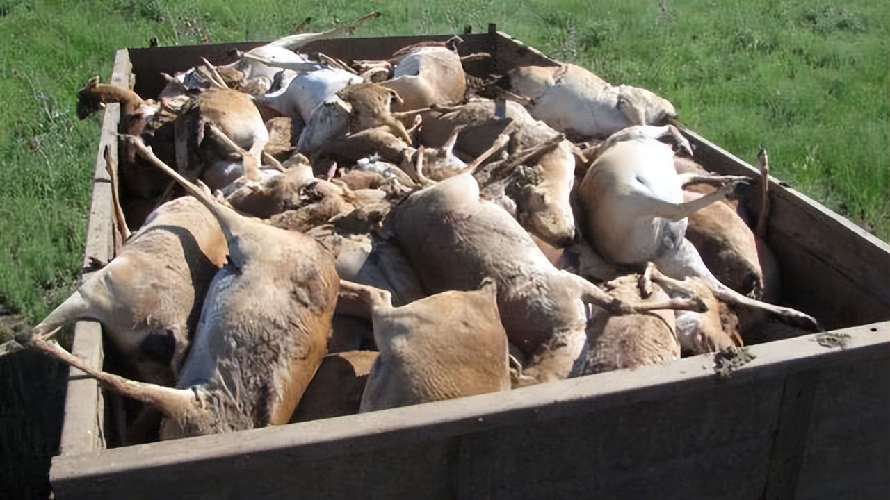 人死后会僵硬猪肉为什么不会僵硬,人死后僵硬猪肉为什么是软的