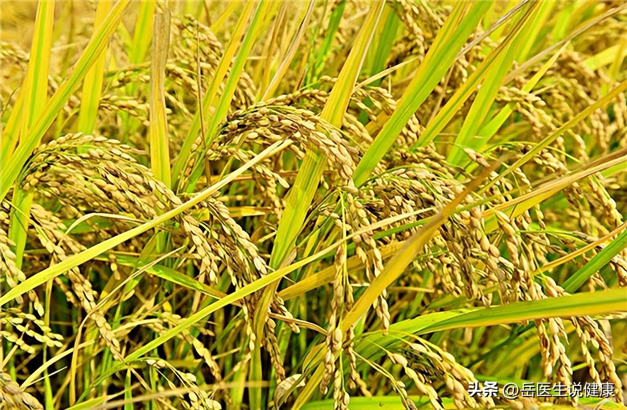 谷维素治疗失眠怎么服用最安全,谷维素是治疗失眠高血脂的良药