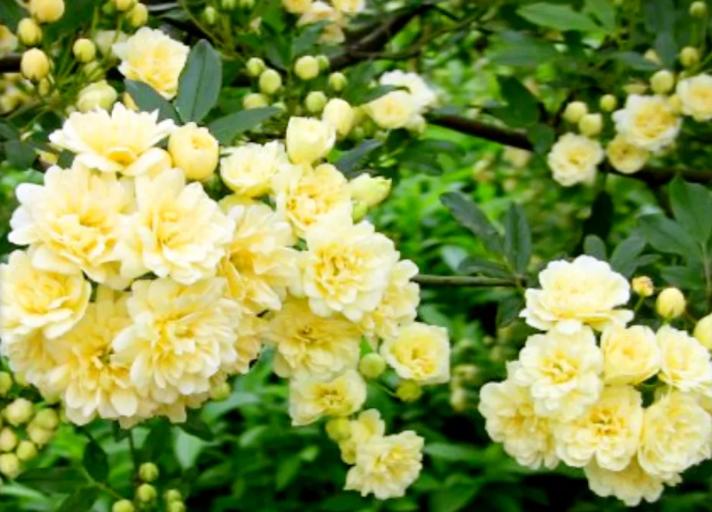 18种花卉的种子,100种最好养又好看的花