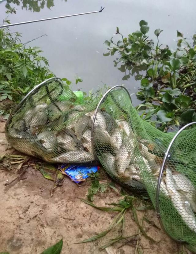 钓鲤鱼最新绝杀饵,钓鲤鱼用什么饵最好