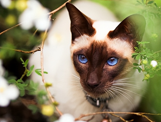 新手养猫选择哪种猫便宜点的,品种猫到底值不值得买