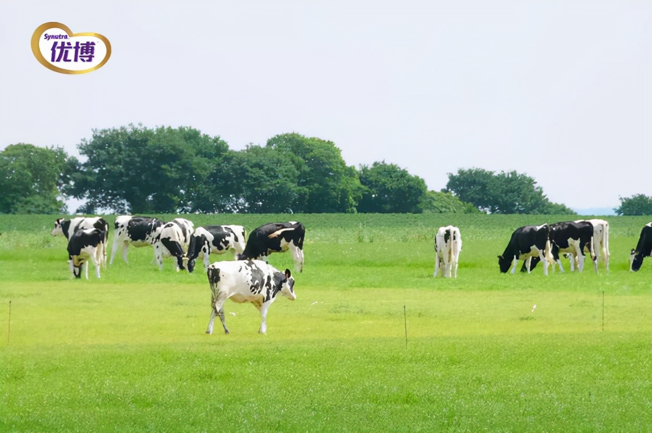 圣元奶粉官方网站,圣元膳佳儿童配方奶粉
