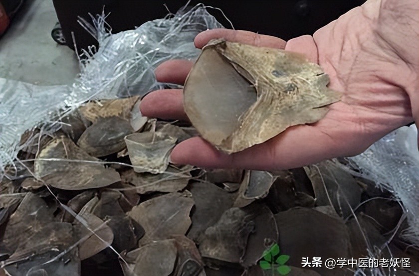 通经下乳之要药——穿山甲