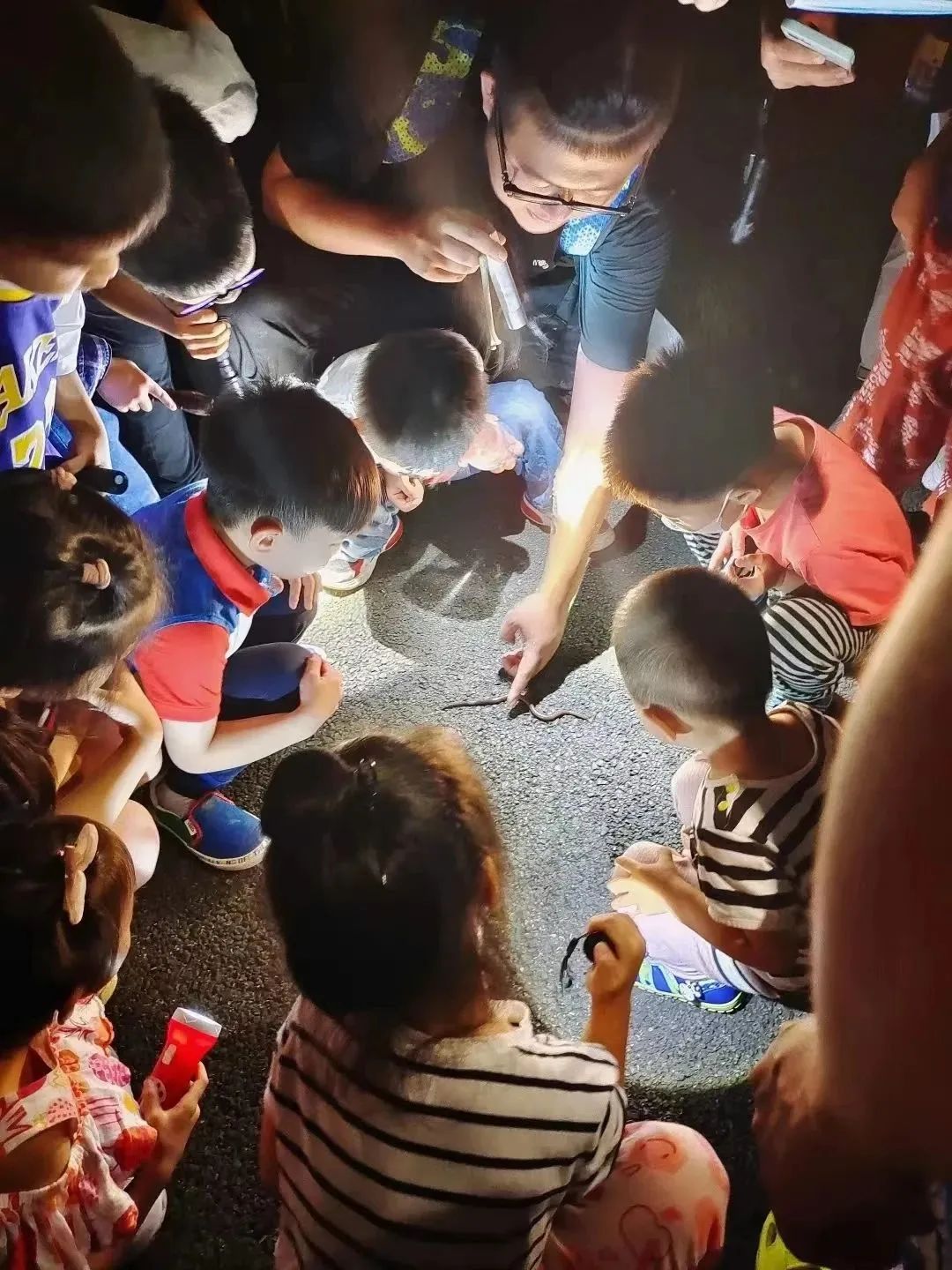 上海沉浸式夜游公园,上海森林公园夜游