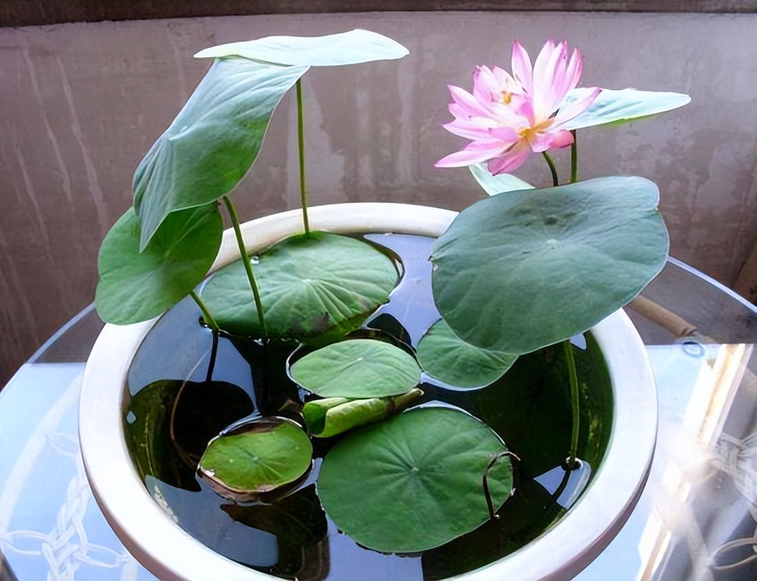 五种花不宜送人,哪些花养在家里不吉利