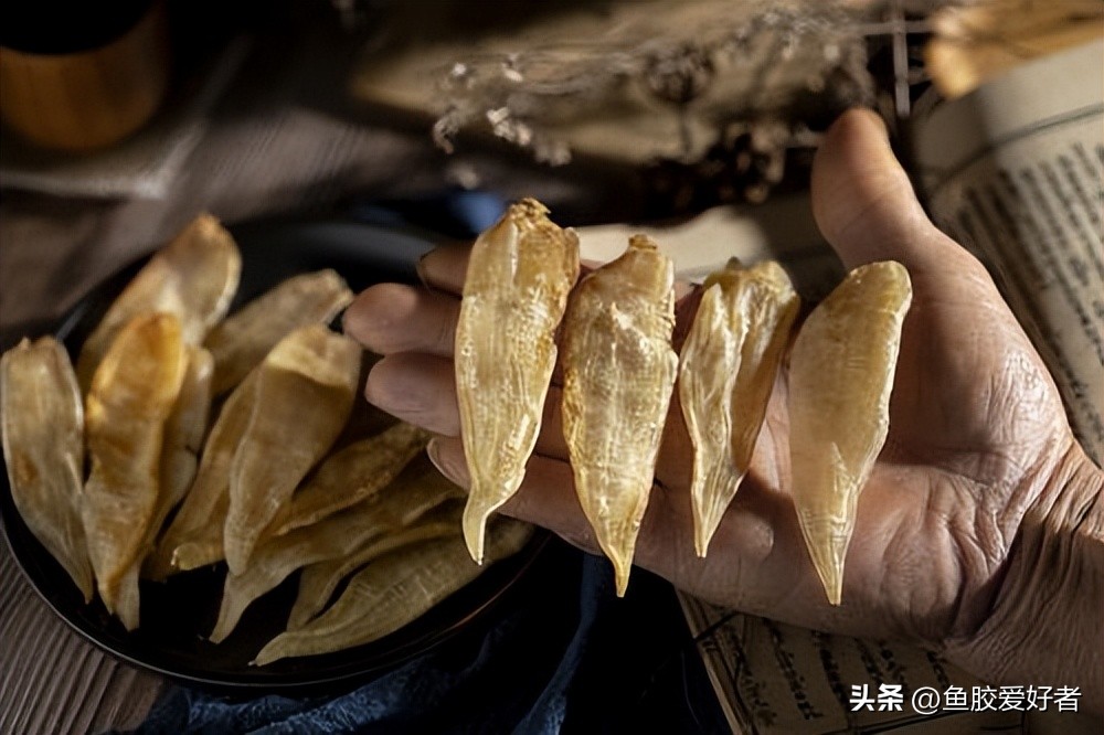 厚鱼胶是什么档次的鱼胶,初级鱼胶怎么处理