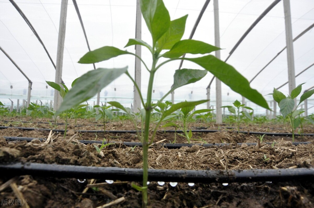 2050年人口破百亿,哪些农业“黑科技”,能让地球不因饥饿而流浪