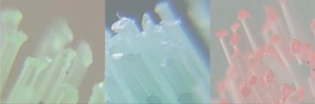 在*裤内**里加燕窝和胶原这种鬼话都说得出来？