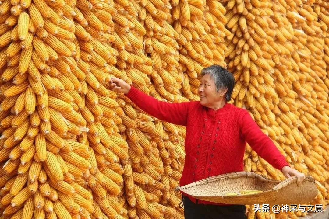 自己种一亩玉米需要多少成本,农民种植一亩玉米成本