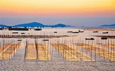 浙江渔民一网捞2000多斤黄鱼,宁波渔民捕获1500多斤野生黄鱼