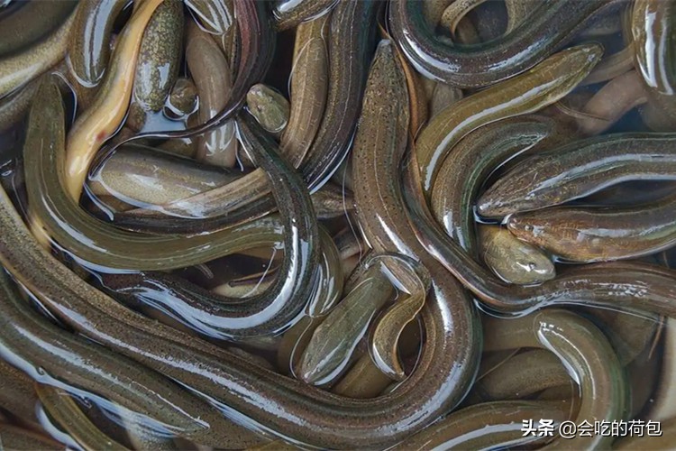 大暑吃什么好大暑应季食物推荐,小暑季节吃什么食物最好