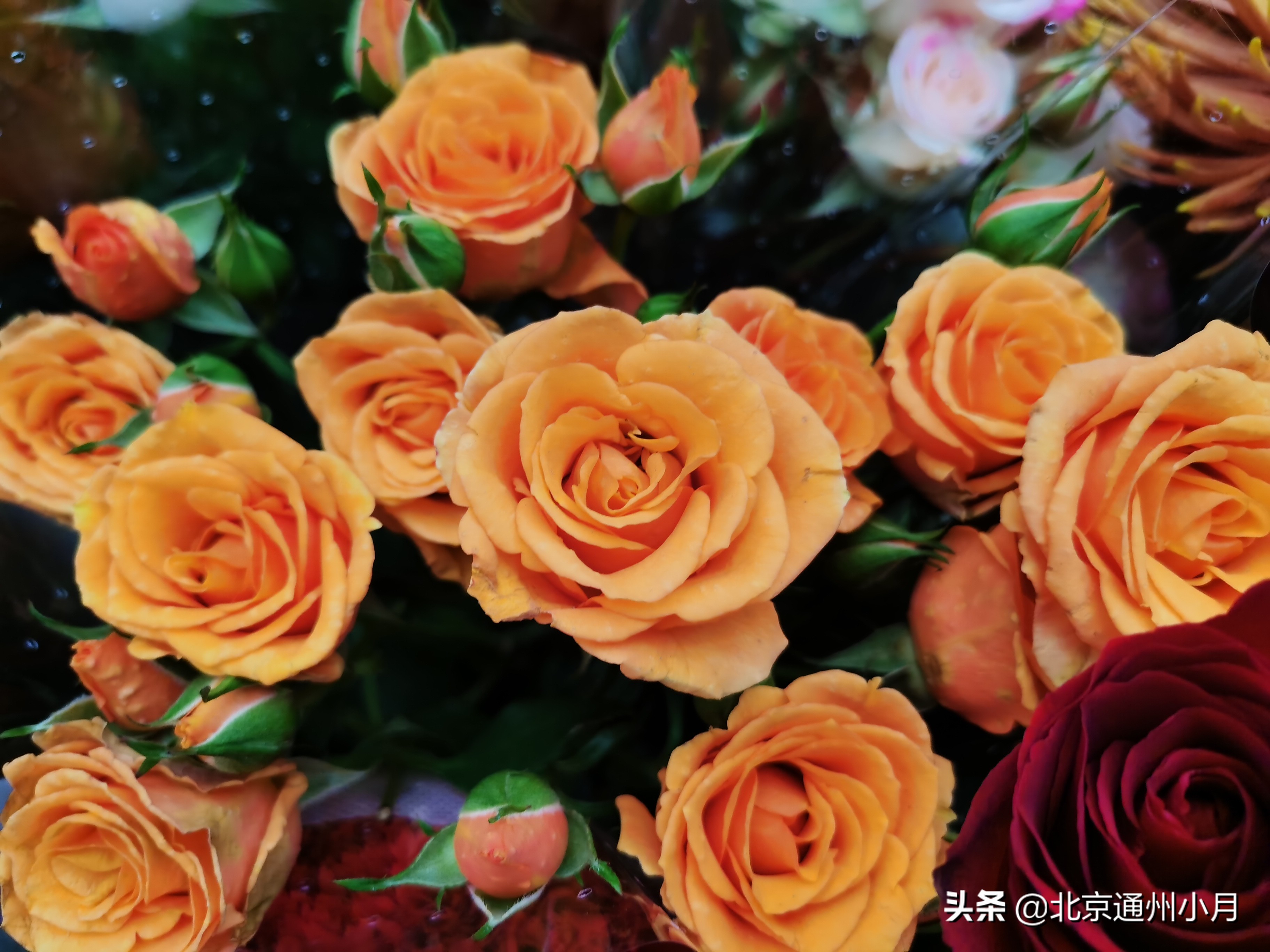 北京周边大型花市,北京花市推荐