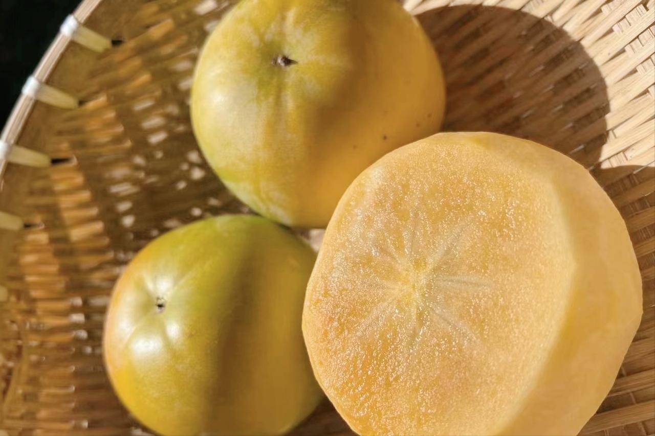 日本“地狱级难度”水果，我国用了17年没能摆平，太秋柿有多难种