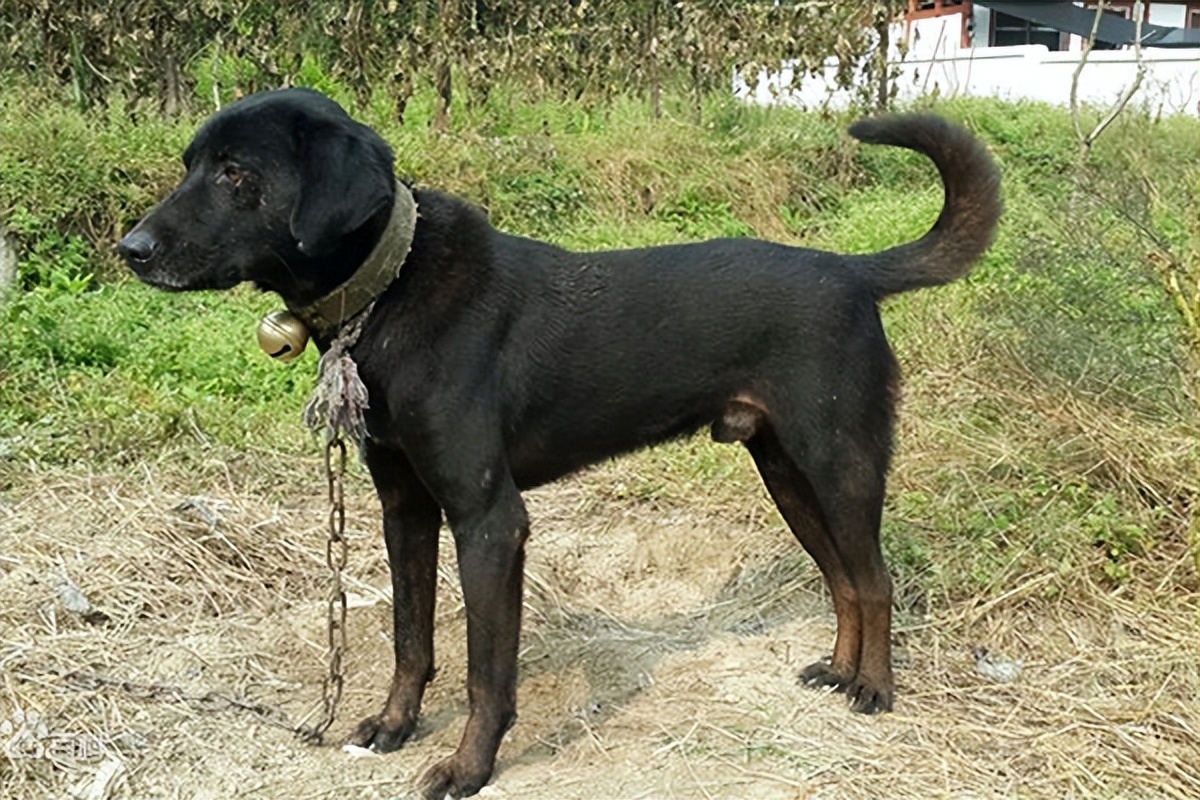 30种常见犬图片,40种常见名犬图片