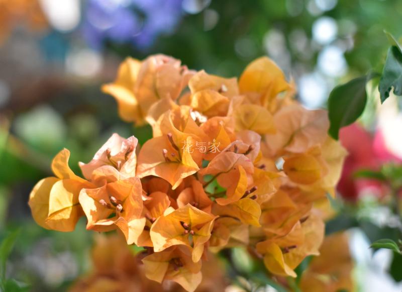 三角梅烂根如何拯救,三角梅换盆引起烂根什么原因