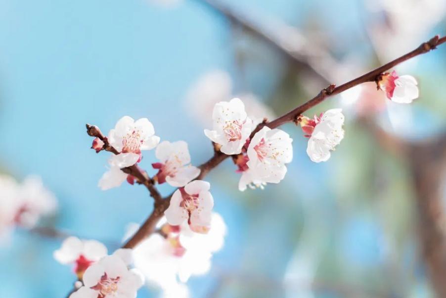 五首关于春天的经典诗词,关于春天绝美的古诗词句