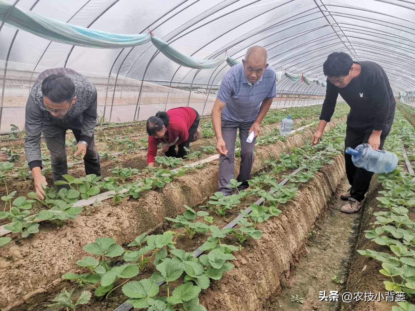 种草莓不要大棚能种植草莓吗,用烂草莓种草莓的正确种植方法