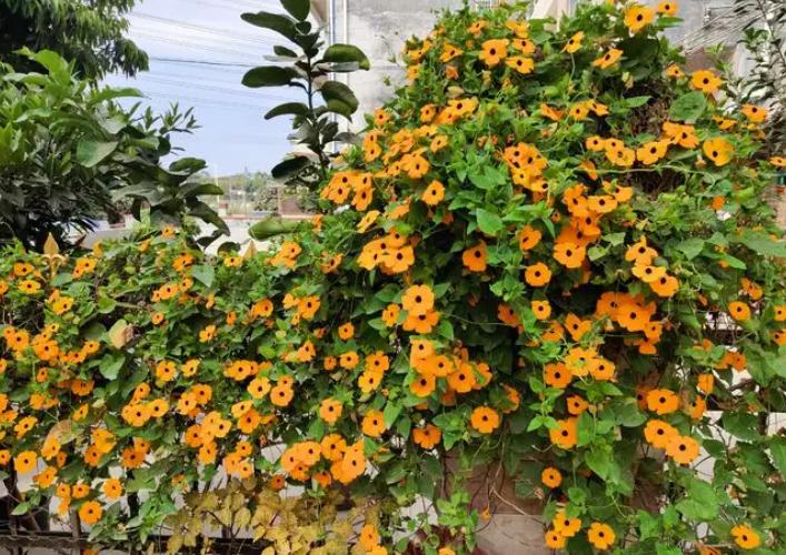 什么花做花墙最好种植,打造花园阳台推荐养什么花