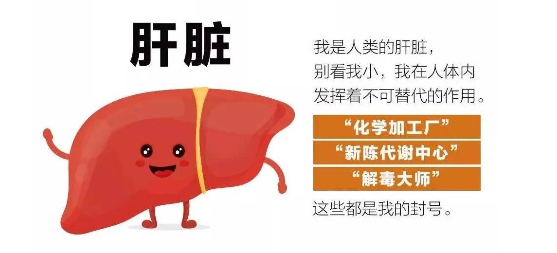 湿气重肝火旺逍遥丸,湿气重小肚子大吃什么逍遥丸