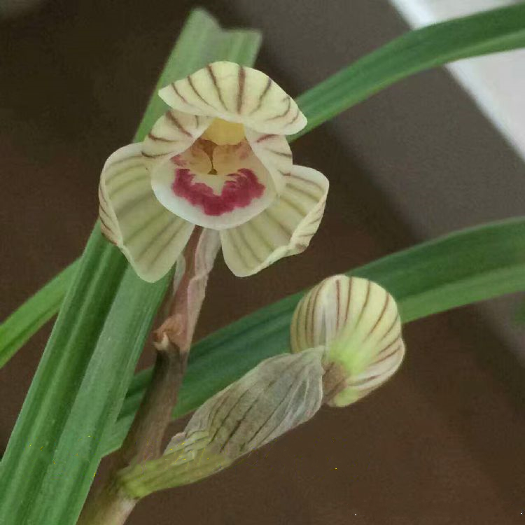 他花重金收购一棵兰花，并以妻子之名命名，后来该花叱咤兰界多年