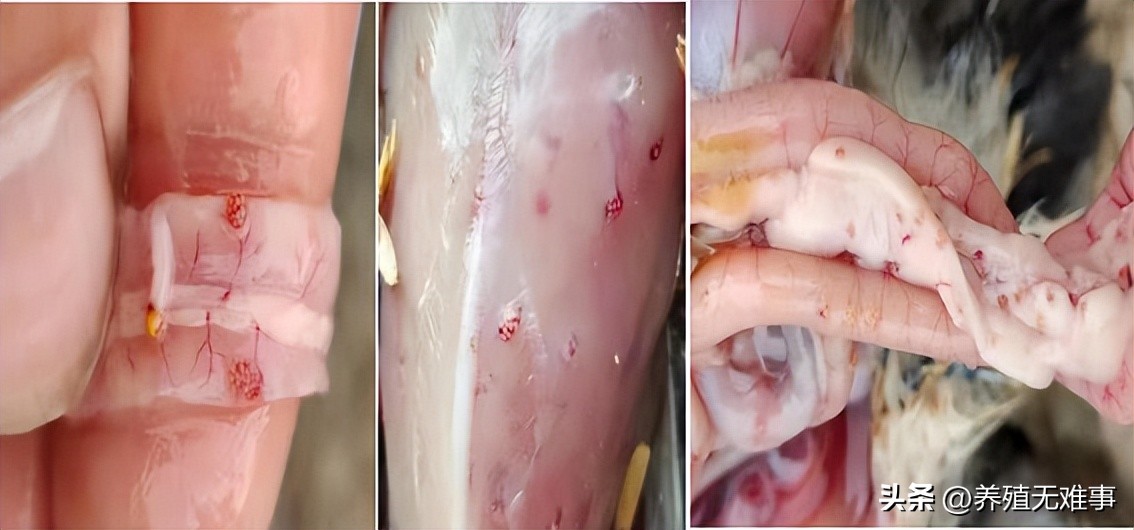 鸡白冠病的最佳治疗配方,鸡白冠病最佳防治方法