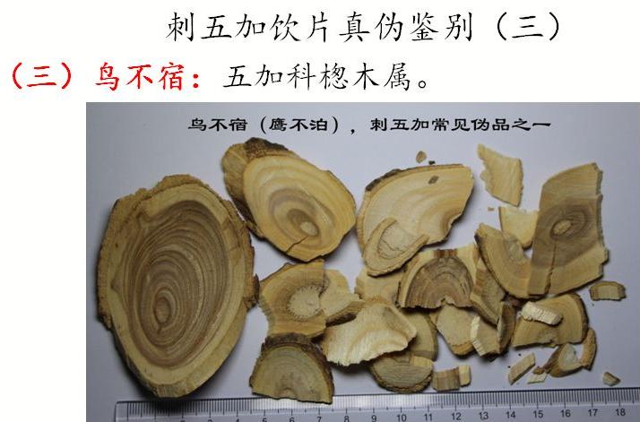 刺五加植物的识别方法,带你识别白薇