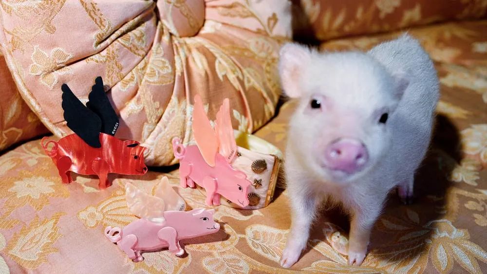 最疯狂的事是买了一堆爱马仕,10年前买一只爱马仕