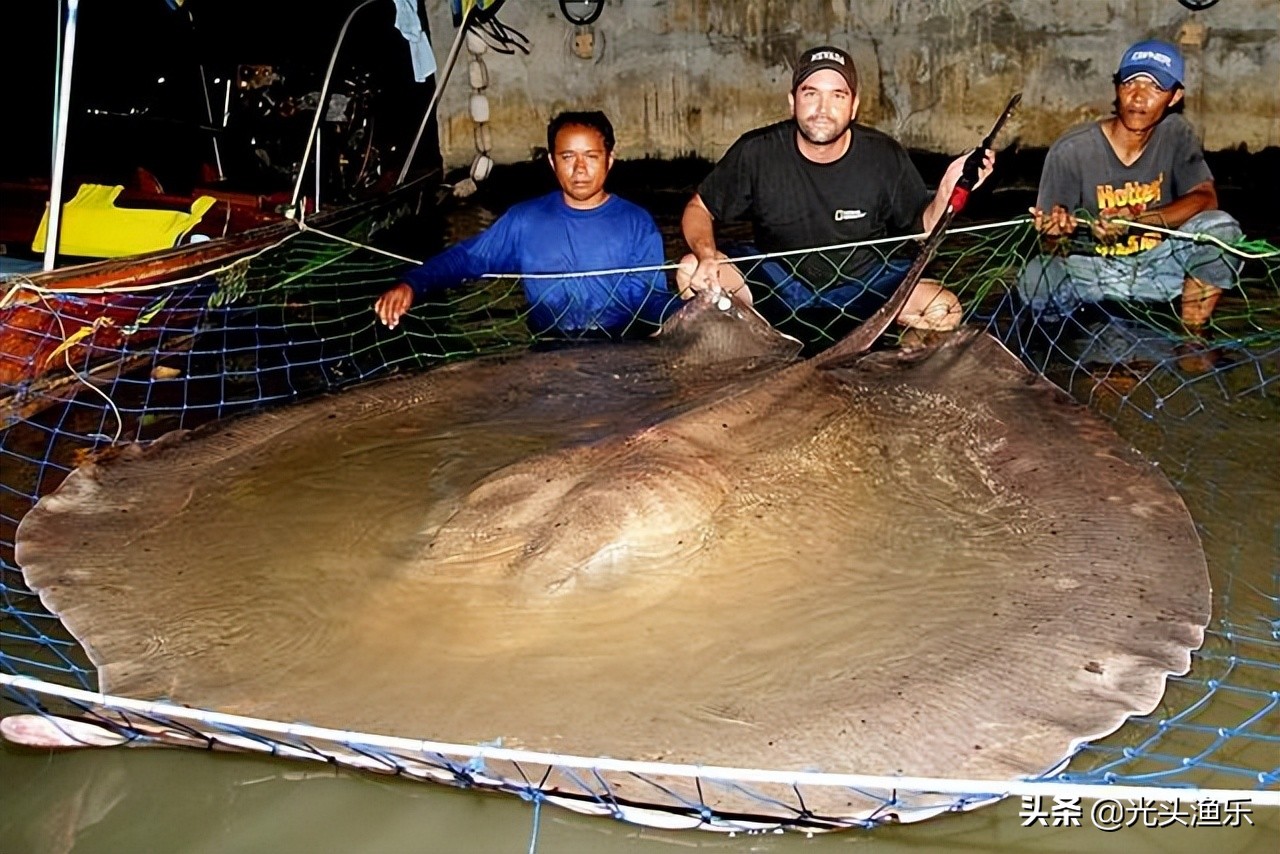 4千斤野生黄鱼被捕捞,巨型鳐鱼被抓到