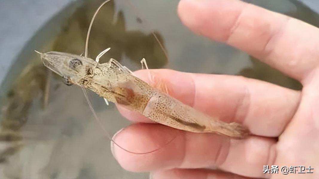 南美白对虾肠道积水是怎么回事？对虾肠道积水怎么治疗，建议收藏