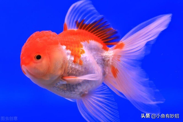 养金鱼的注意事项和饲养方法图片,虎头金鱼饲养要领