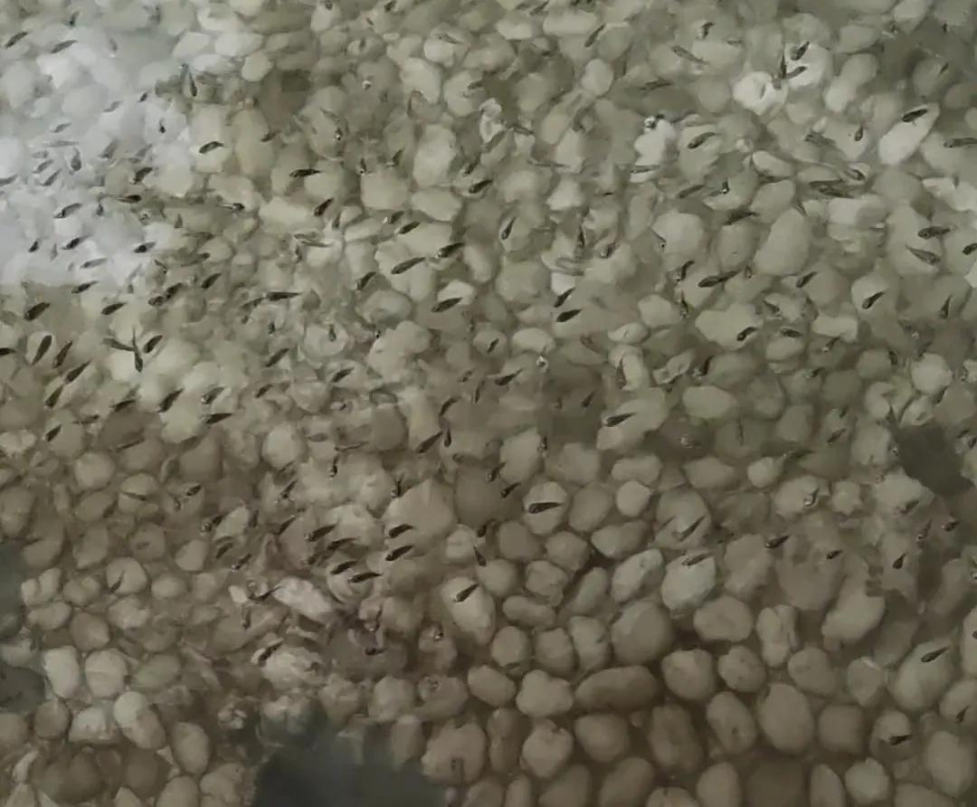 天颐温泉,苏州天颐温泉