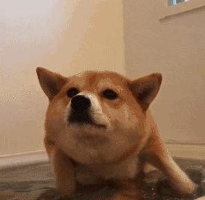 宠物狗必须的护理,狗狗的这些生理小知识你知道吗